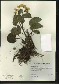 Caltha palustris image