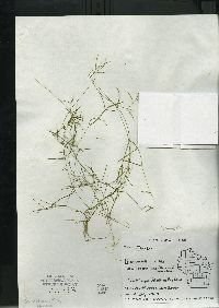 Potamogeton berchtoldii image