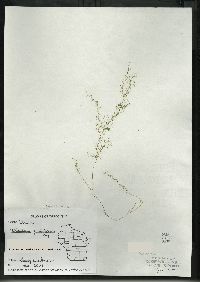 Utricularia geminiscapa image