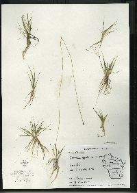 Eriocaulon aquaticum image