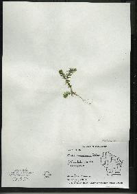 Elodea canadensis image