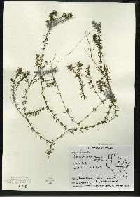 Elodea nuttallii image