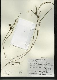 Sparganium angustifolium image