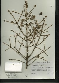 Picea mariana image