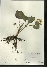 Caltha palustris image