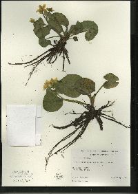 Caltha palustris image