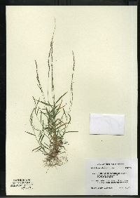 Muhlenbergia schreberi image