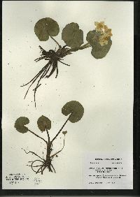 Caltha palustris image