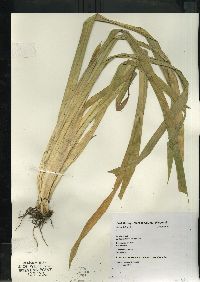 Carex folliculata image