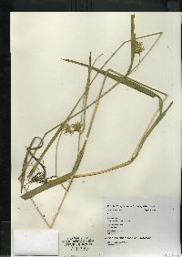 Carex folliculata image