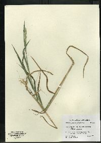 Muhlenbergia glomerata image