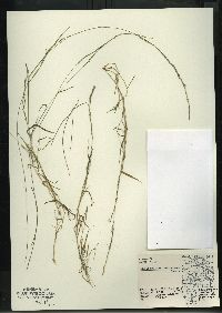 Muhlenbergia schreberi image