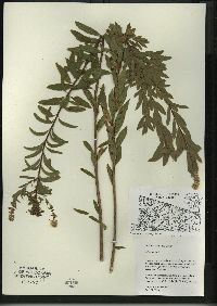 Spiraea alba image