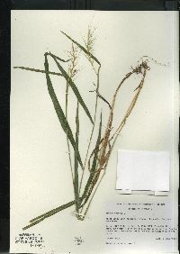 Elymus hystrix image