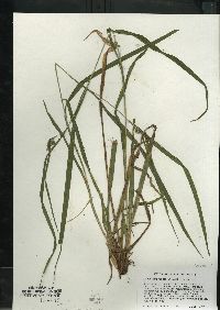 Carex communis var. communis image