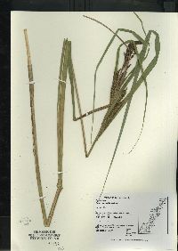 Carex aquatilis var. aquatilis image