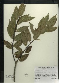 Salix lucida image