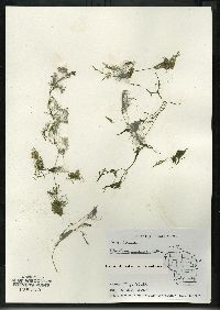 Utricularia purpurea image