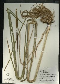 Typha angustifolia image