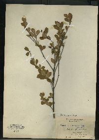 Betula pumila image