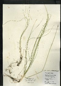 Schoenoplectus subterminalis image