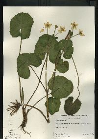 Caltha palustris image