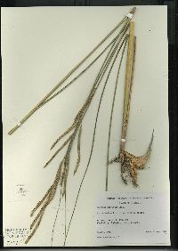 Spartina pectinata image