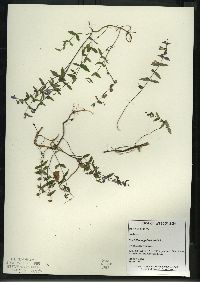 Scutellaria galericulata image