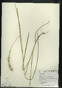 Glyceria canadensis image