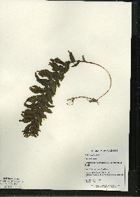 Potamogeton richardsonii image