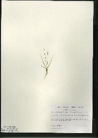 Juncus pelocarpus image