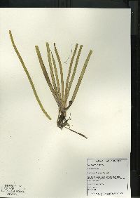 Vallisneria americana image