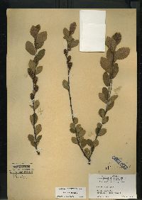 Betula pumila image