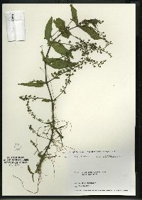 Veronica anagallis-aquatica image