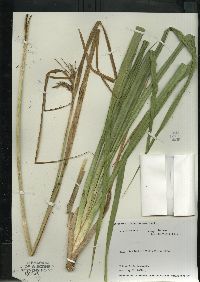 Carex comosa image