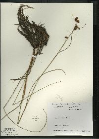 Cladium mariscoides image