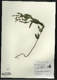 Scutellaria galericulata image