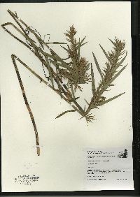 Dulichium arundinaceum var. arundinaceum image