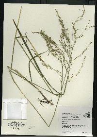 Glyceria canadensis image