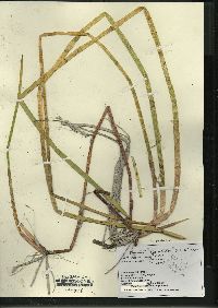 Eleocharis equisetoides image