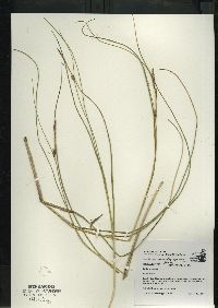 Carex oligosperma image