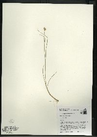 Rhynchospora alba image