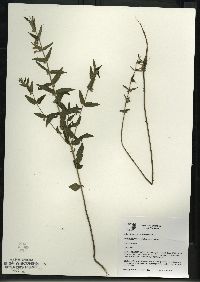 Scutellaria galericulata image