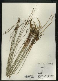 Juncus articulatus image