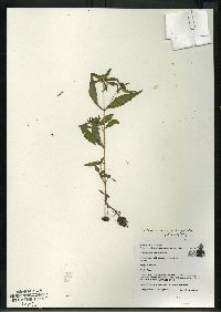 Bidens tripartita image