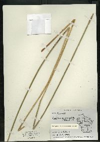 Eleocharis quadrangulata image