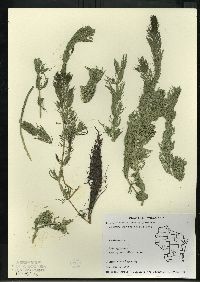 Myriophyllum sibiricum image