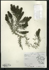 Ceratophyllum demersum image