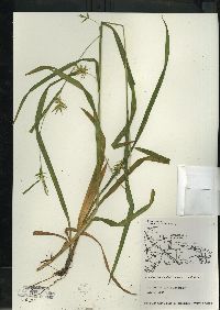 Carex folliculata image