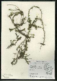 Elodea nuttallii image